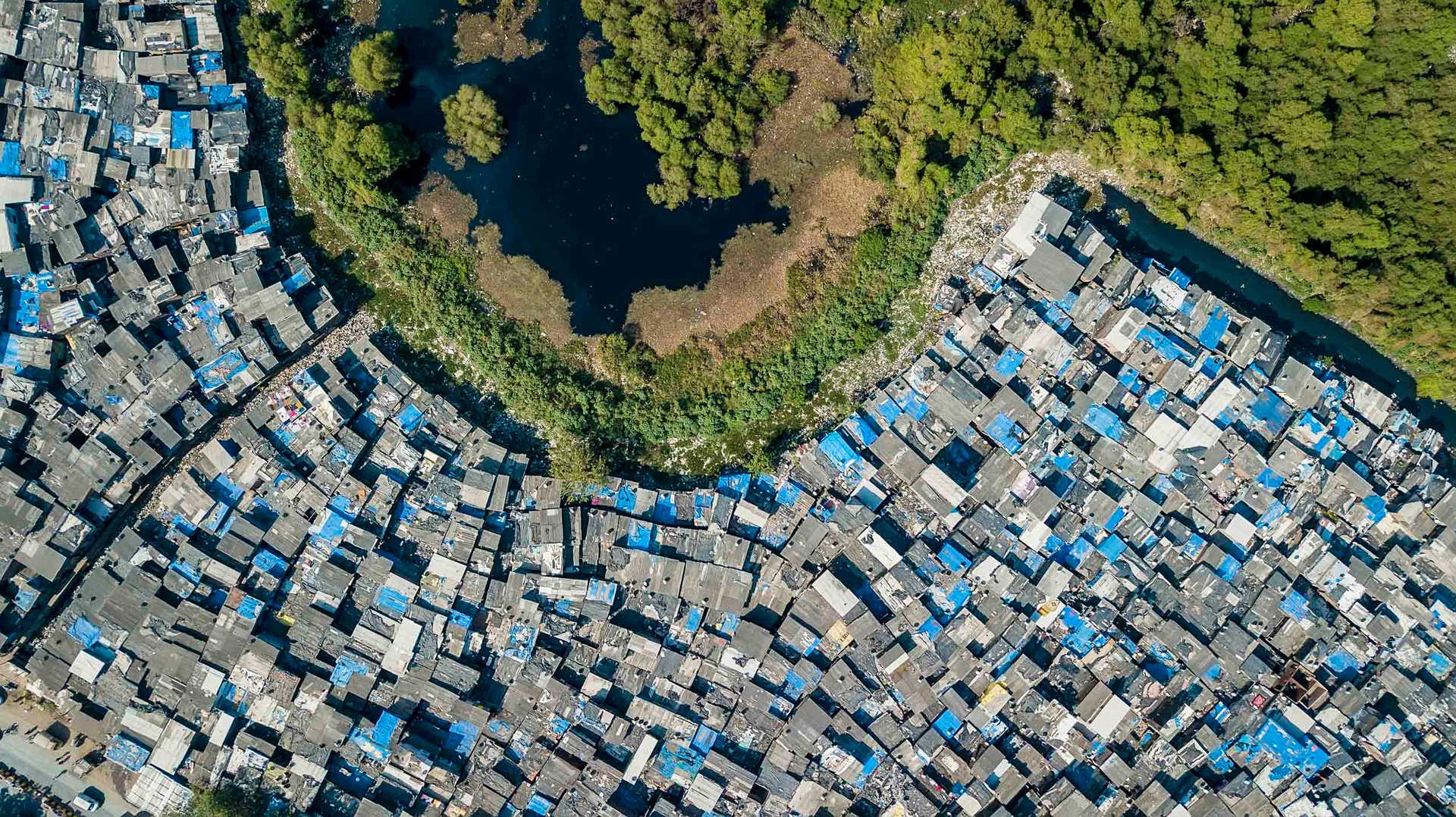 Drone photograph of Dharavi slum curling around a green mangrove lagoon.