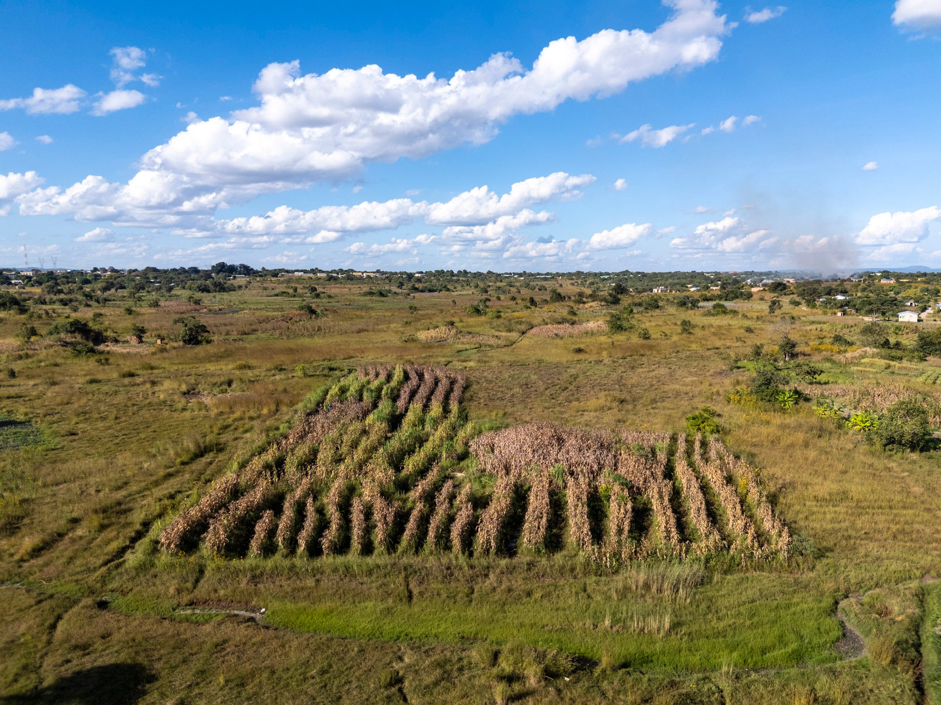 A smallholder's maize field in Mkushi.