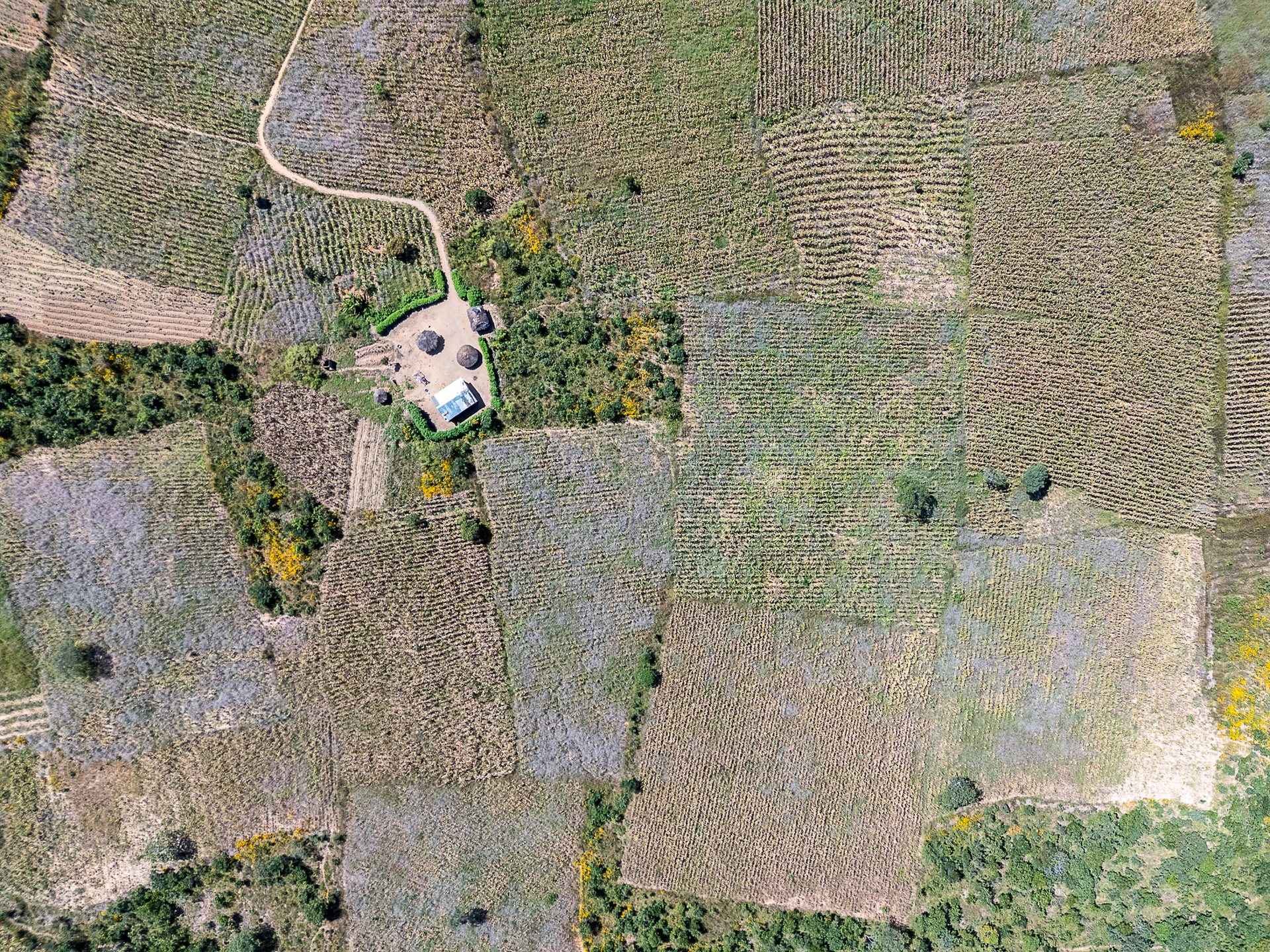 Small fields of maize, soybeans, and tomatoes around a single home — a working polyculture, the opposite of the monoculture maize and synthetic fertilizer Zambian policy has pushed for two decades.